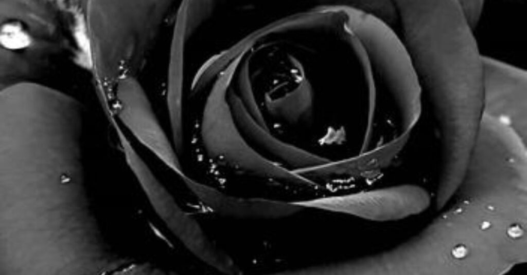 Black Roses Mystery