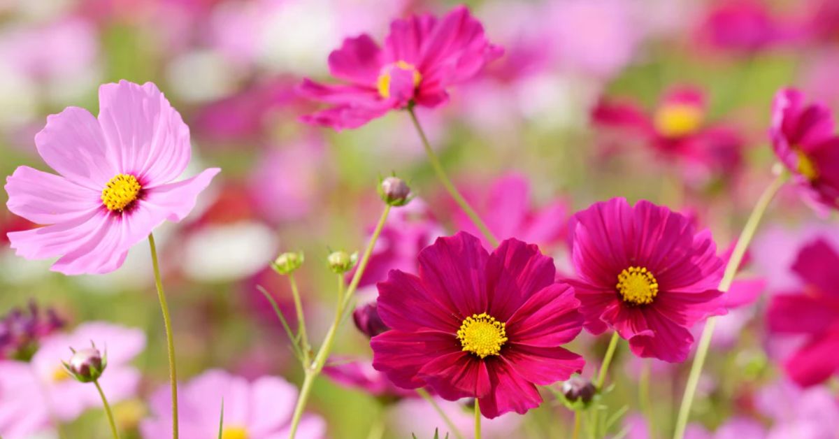 Cosmos Flower Meaning