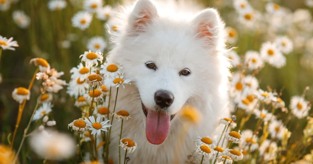 Flower Names for Dogs