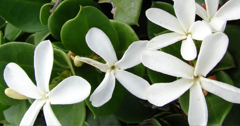 Nemastylis gracilis  Flowers Starting with N