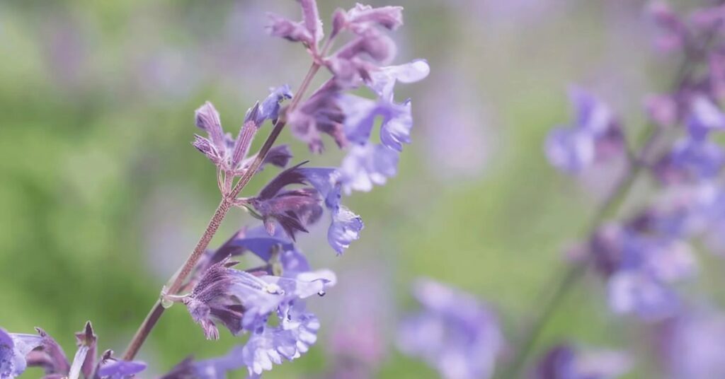 Nepeta mussinii