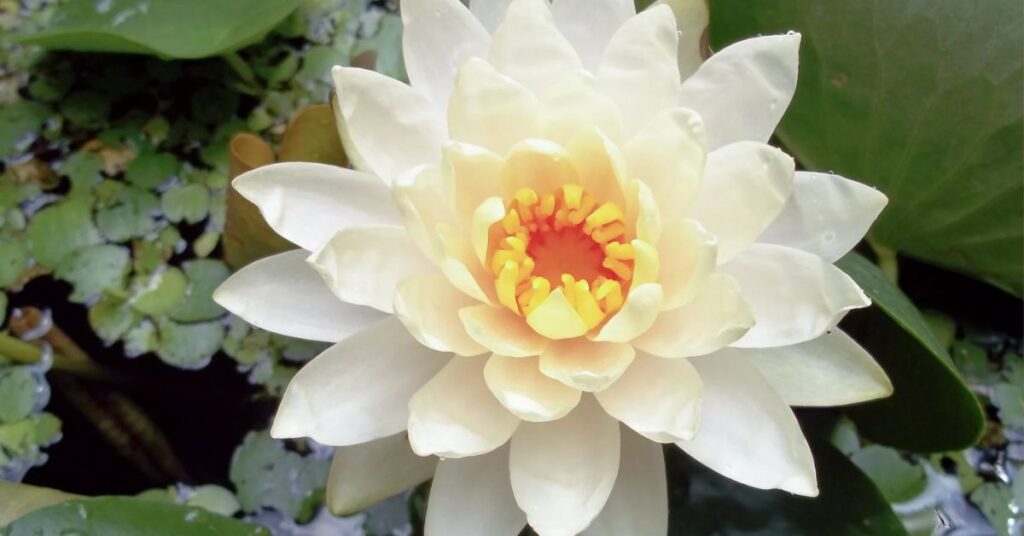 Nymphaea odorata  Flowers Starting with N