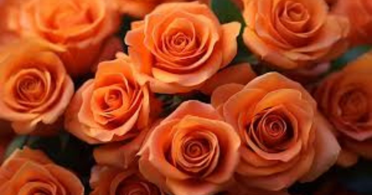 Orange roses Mean