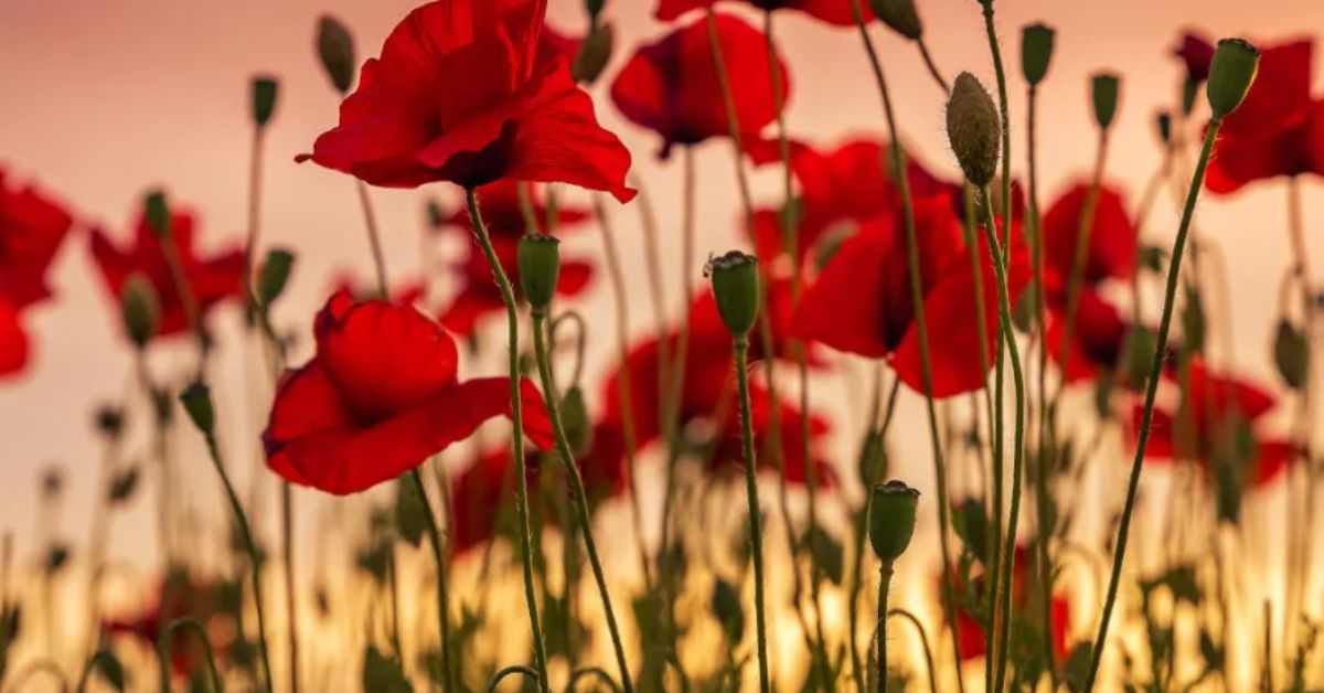 Taurus Birth Flower: Poppy
