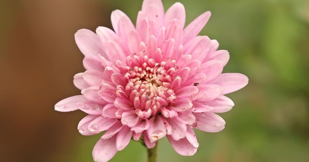 Virgo Birth Flower