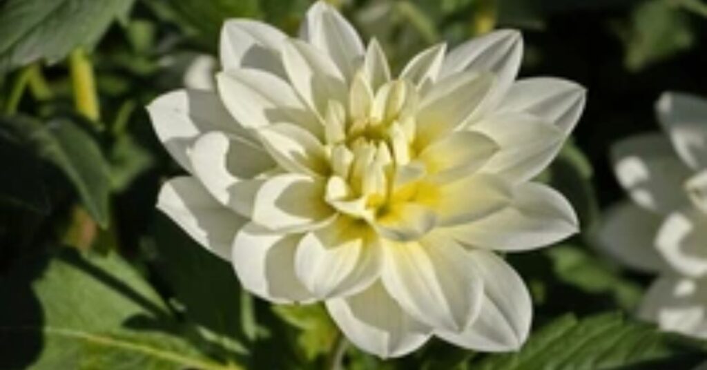 White dahlia symbolism