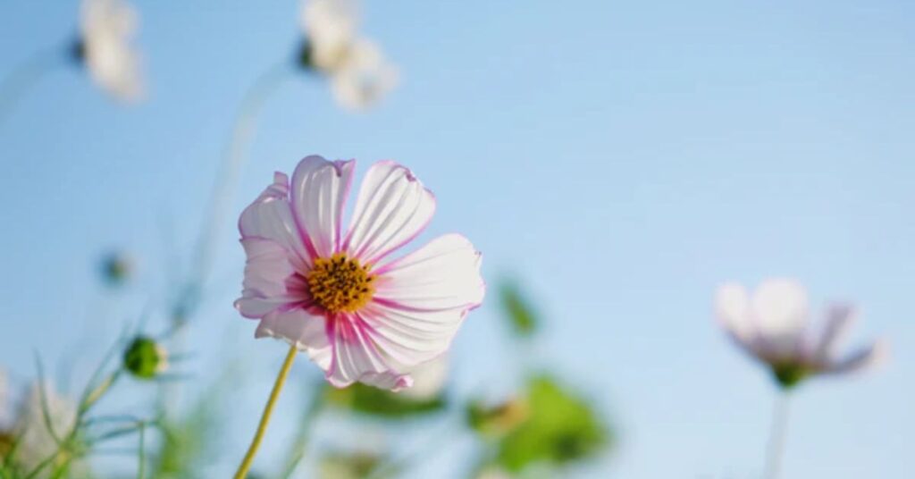 cosmos flower symbolism Gardens