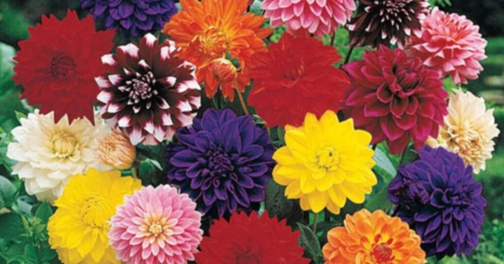 dahlia flower meaning