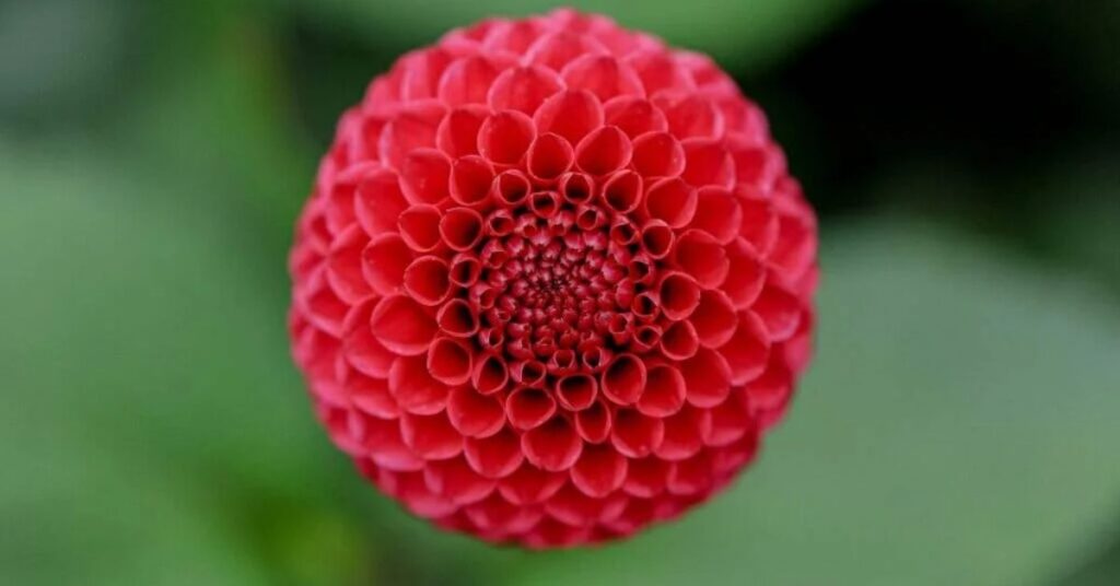 dahlia symbolism