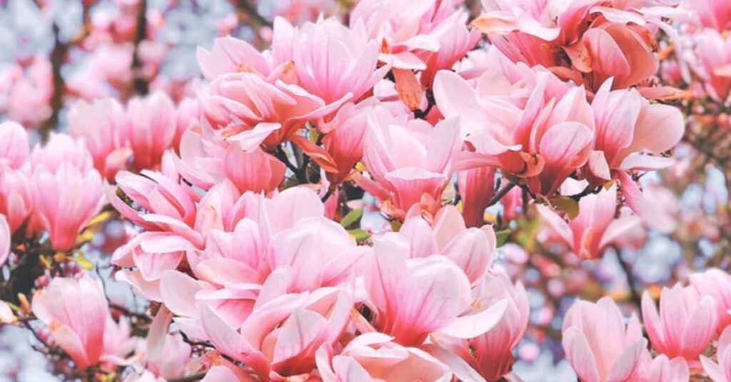 magnolia symbolism