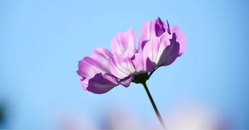 meaning of cosmos flower