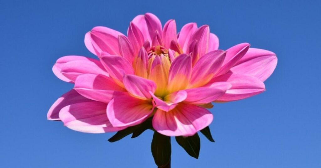 pink dahlia symbolism