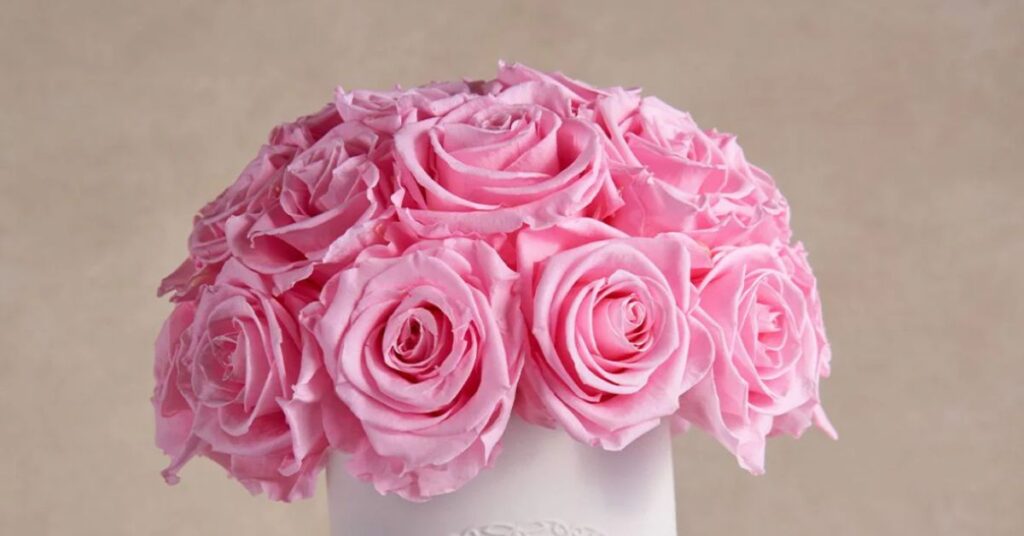 pink roses symbolism