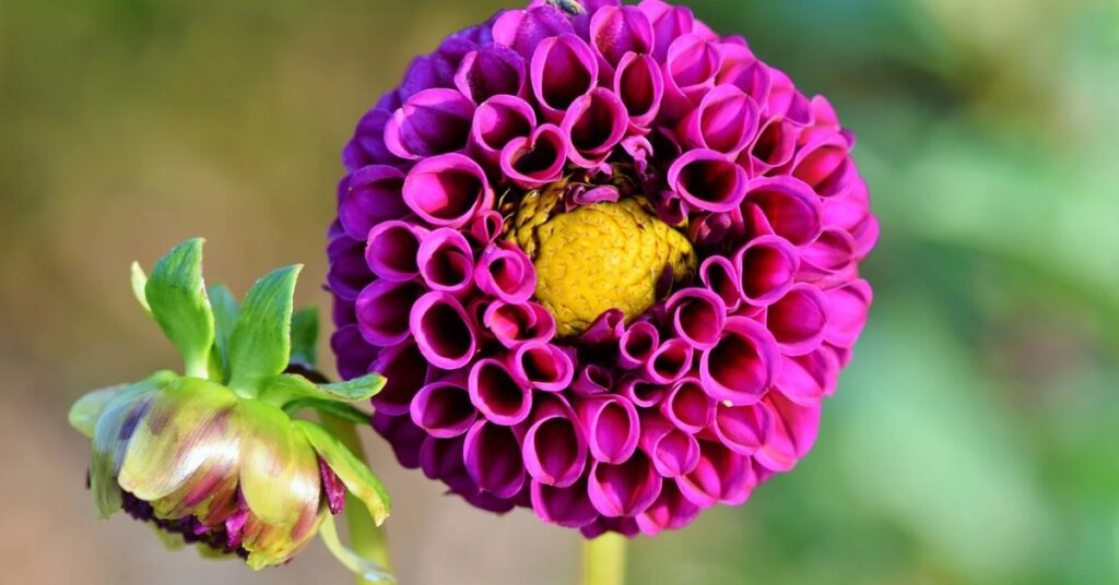 purpel dahlia symbolism