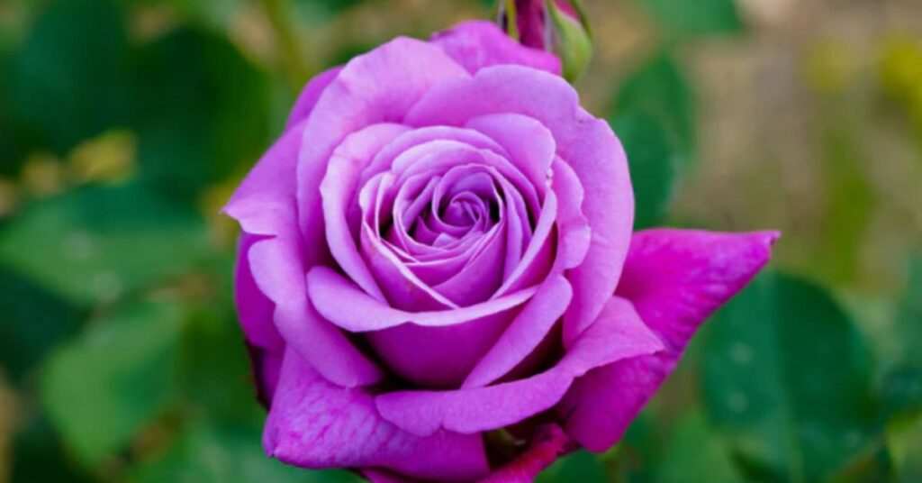 purple rose symbolism