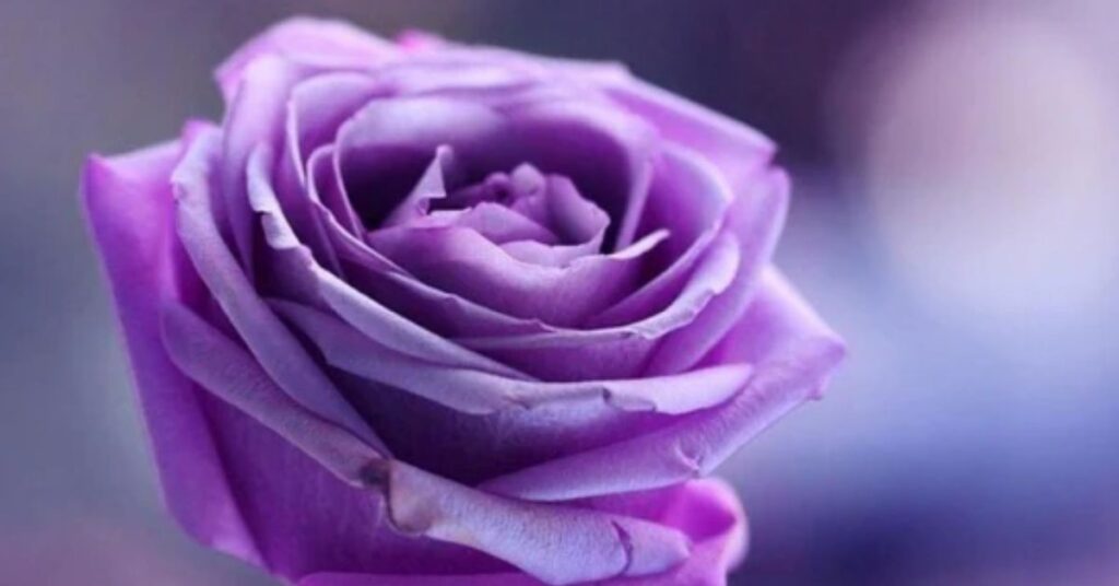 purple roses meaning