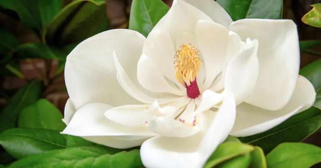 spiritual meaning of magnolia flower
