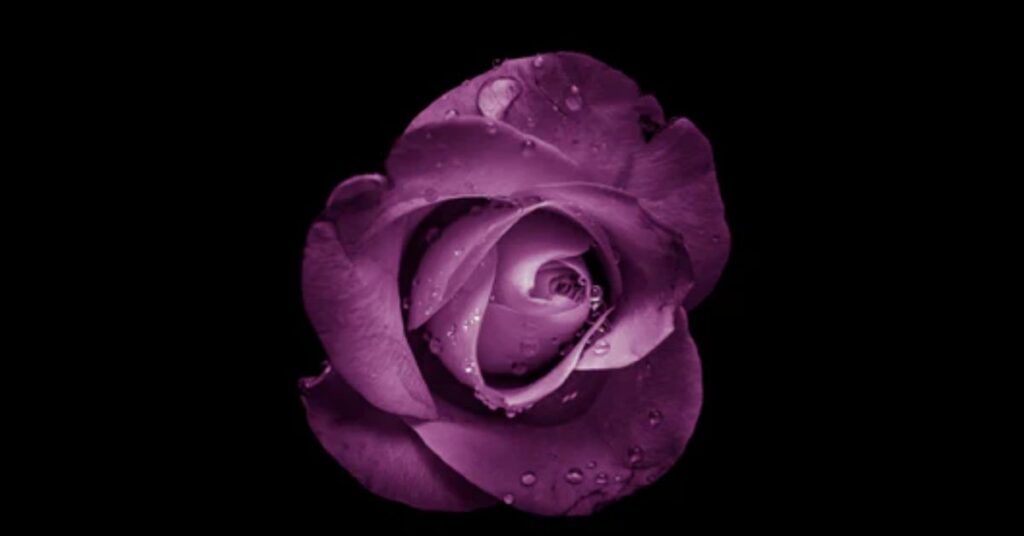 violet rose meaning