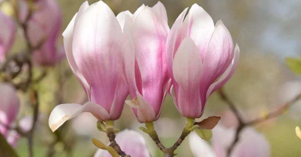 what do magnolias represent