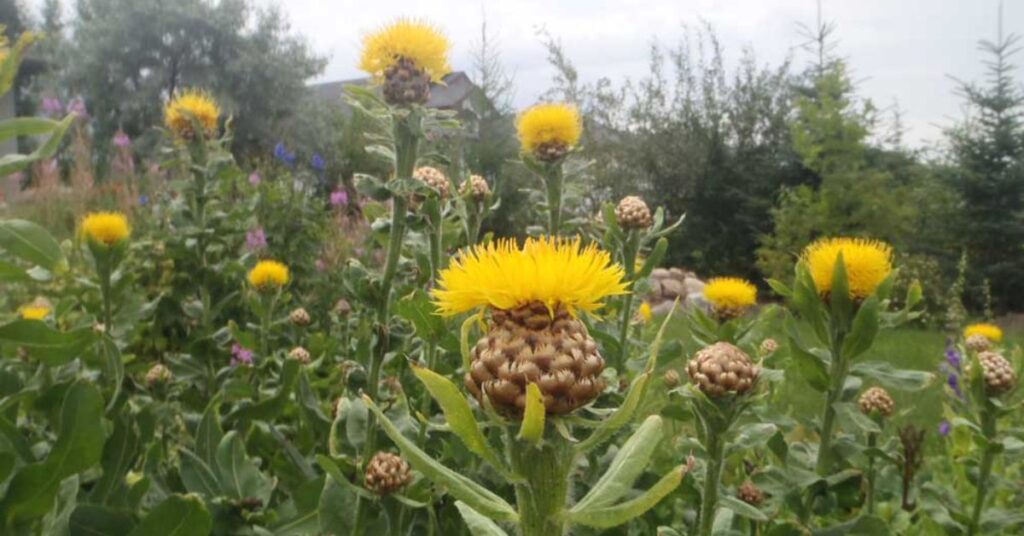 Bighead Knapweed Flowers Starting with B