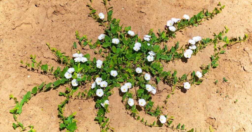 Bindweed  Flowers Starting with B