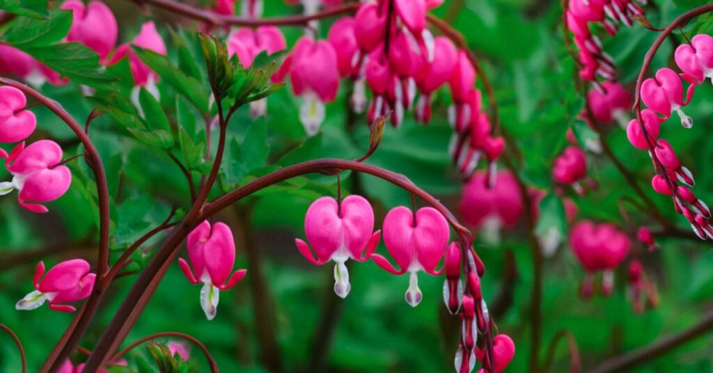 Bleeding Heart Flowers Starting with B