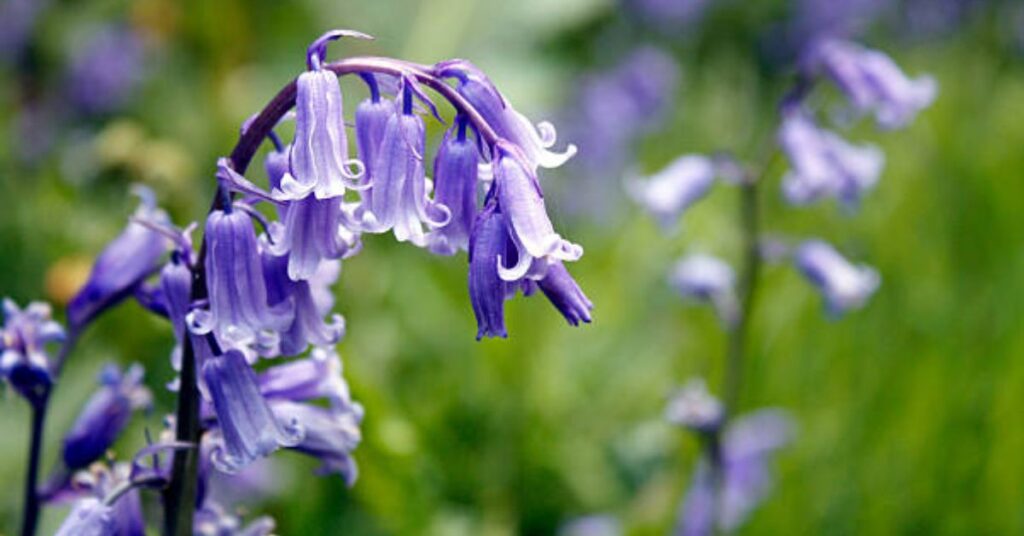 Bluebell Flowers Starting with B