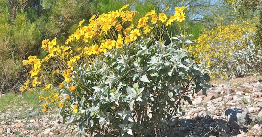 Brittlebush Flowers Starting with B