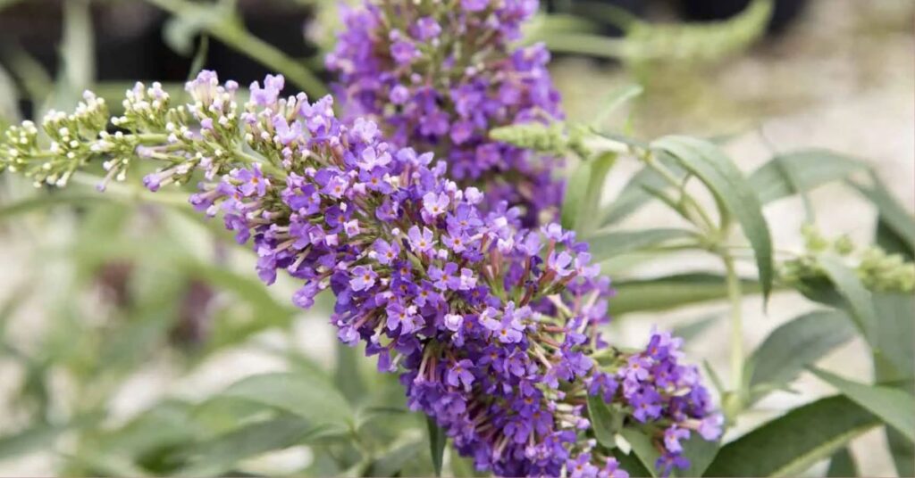 Buddleia Flowers Starting with B