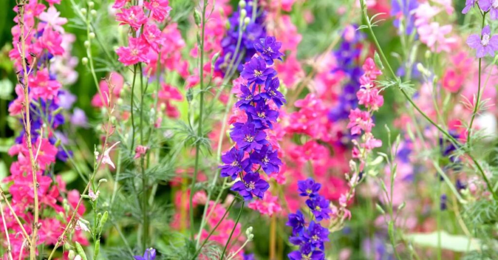 Larkspur Flowers Starting with L