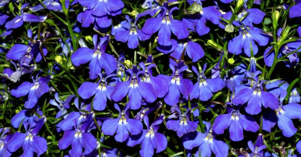 Lobelia Flowers Starting with L