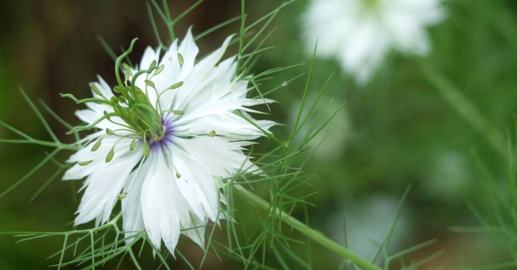 Love-in-a-Mist Flowers Starting with L